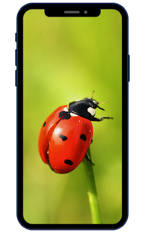 Ladybug Wallpapers Screenshot 3