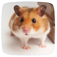 Hamster Sounds