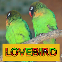 Master Kicau Lovebird