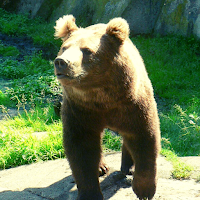 Bear Ringtone