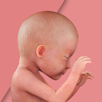 Pregnancy App: Baby Tracker