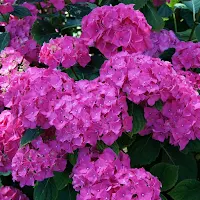 Hydrangea Wallpapers