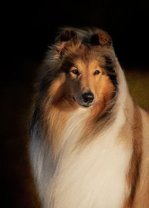 Collie Dog Wallpapers Screenshot 2