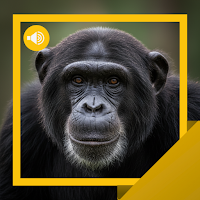 Chimp Sounds & Stories