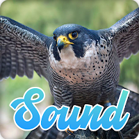 Peregrine Sounds Effect