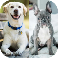 Guess The Dog Breed