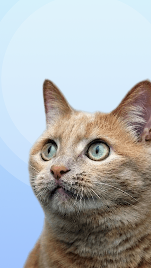 Cat sounds: prank your cat screenshot 3
