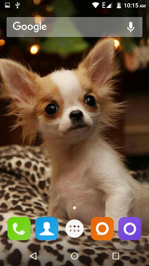 Chihuahua Dog Wallpapers Hd Screenshot 2