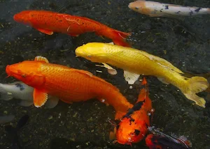 Japanese koi fish wallpapers Screenshot 1