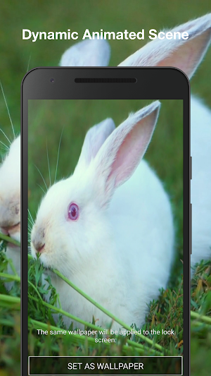 Cute Bunny Live Wallpaper Screenshot 1