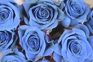 Blue roses wallpapers Screenshot 2