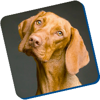 dog training guide train a dog