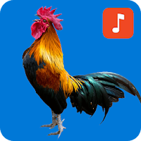 Rooster Ringtones