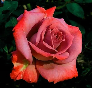 Beautiful roses Screenshot 2
