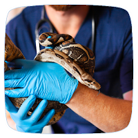 Reptiles Care Guide