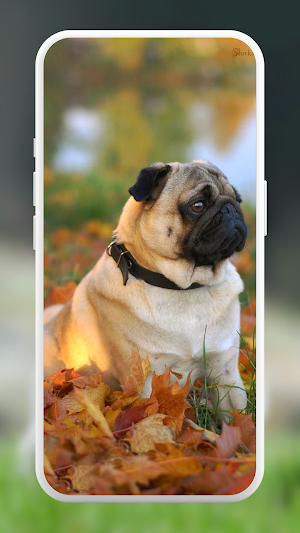 Pug Wallpapers screenshot 5