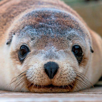 Sea lion sounds