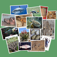 IDentifyIt Species