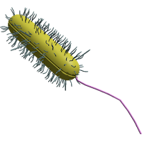 3D Gram Bacteria Explorer