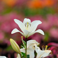 Lily Wallpapers