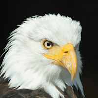 Eagles Wallpaper HD