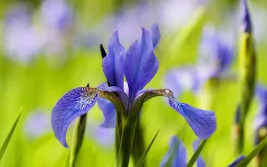 Iris Flower Wallpapers Screenshot 2