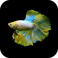 Betta Fish Wallpaper