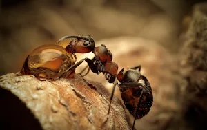 Ants Wallpapers Screenshot 2