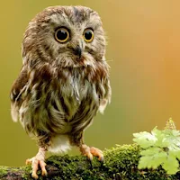 Cute Owl Wallpaper