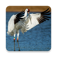 Crane Bird Sound Collections ~ Sclip.app