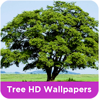 Tree HD Wallpapers