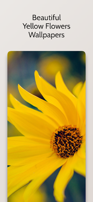Yellow Flower Wallpapers HD Screenshot 0