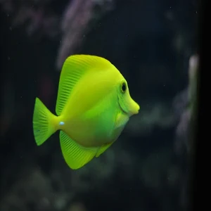 Fish Wallpapers Screenshot 0