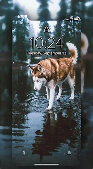 cute Dogs Live Wallpapers 4K Screenshot 0