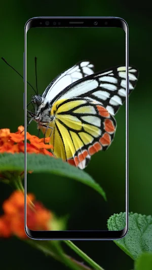Butterfly Wallpapers Screenshot 0