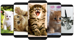 😻 Kitten & Cat Wallpaper HD 😻 Screenshot 2