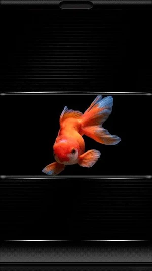 Goldfish Wallpapers Screenshot 3
