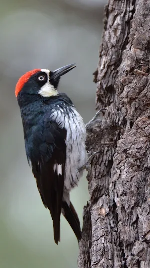 Birdwatching Wallpaper Screenshot 0
