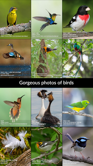 BirdsEye Bird Finding Guide Screenshot 0