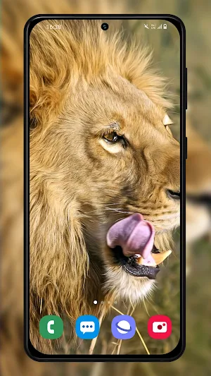 Lion wallpaper background Screenshot 3