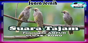 Masteran Cucak Rowo Full Isian Screenshot 0
