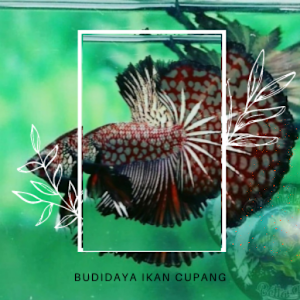 Budidaya Ikan Cupang Hias Lengkap Screenshot 3