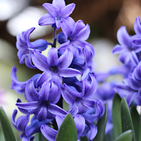 Hyacinth Wallpapers