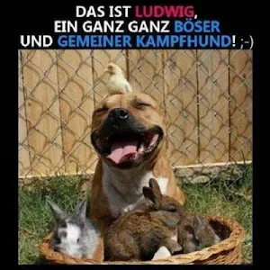 Lustige Bilder Kostenlos für Whatsapp 😀😁😂 Screenshot 0