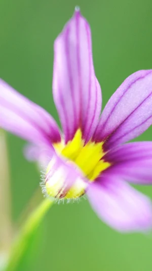 Blue-eyed Grass Wallpaper Screenshot 1