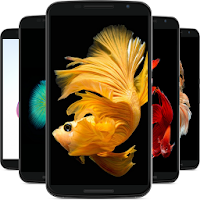 betta fish wallpaper