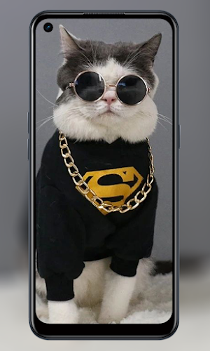 Wallpaper Cute cat 4K Screenshot 1