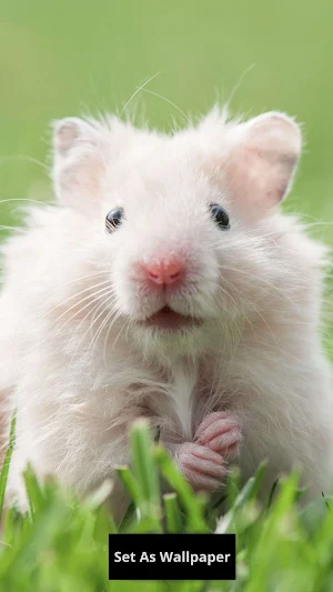 Hamster Wallpaper Screenshot 3