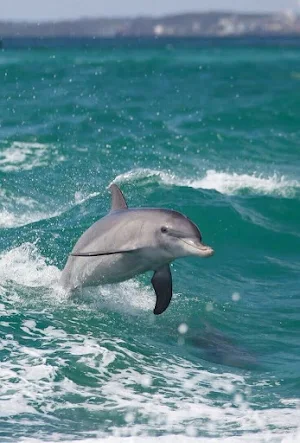 Dolphin Video Wallpapers Screenshot 3