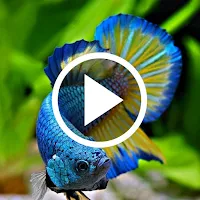 Aquarium Video Wallpaper